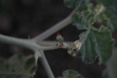 Chrozophora rottleri